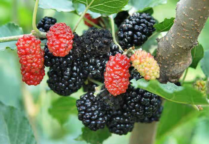 这个季节里最美味的水果草莓,这个季节多吃什么水果草莓