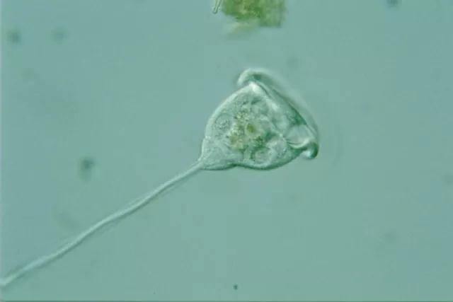 收藏!24种污水处理微生物菌相及指导意义,环保人必看(多图)