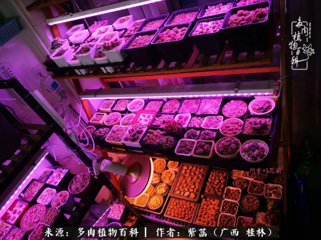 如何在夏天买的多肉度夏,多肉度夏好帮手