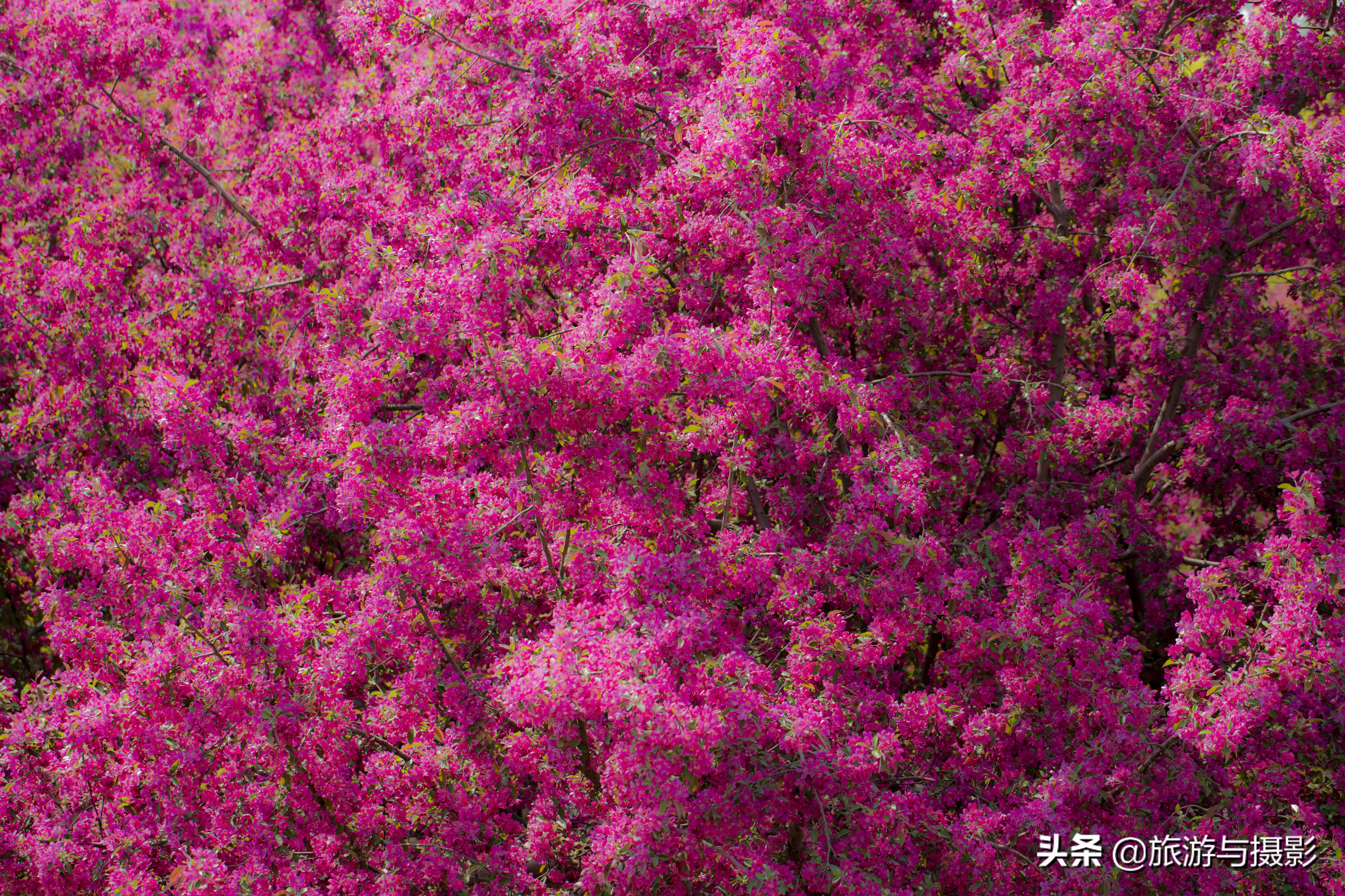 海棠花诗七绝,南宋海棠花图古诗