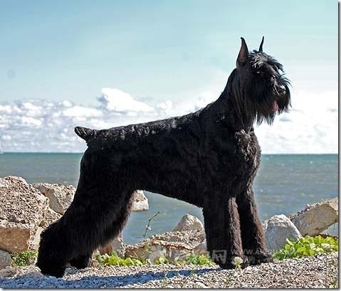 世界上一百种狗的图片,世界十种名贵狗