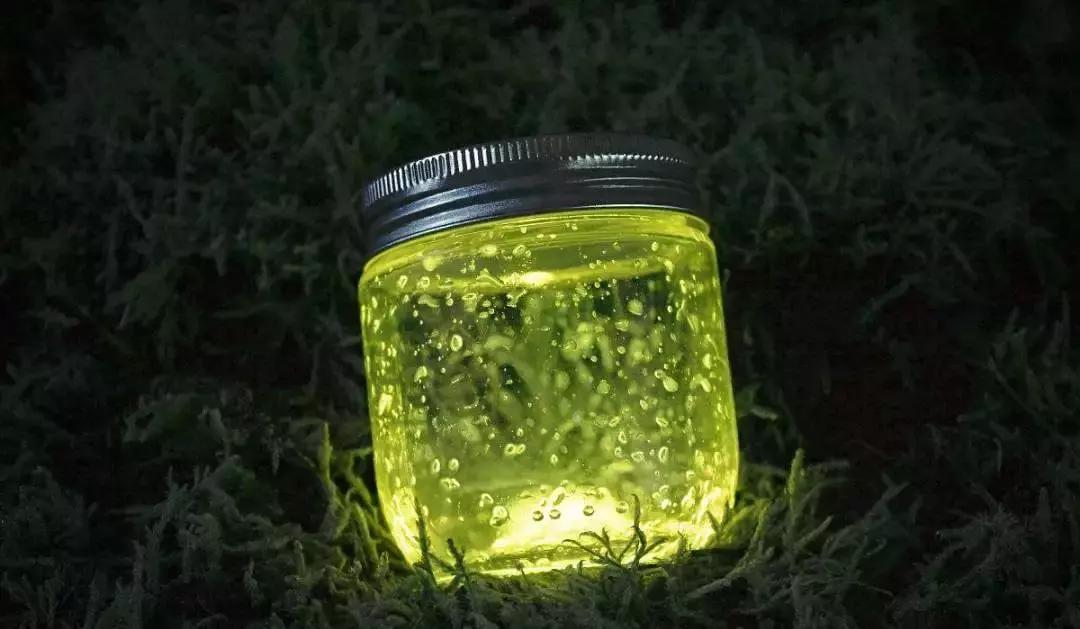 你原来是这样的萤火虫，估计老师们也很少知道！