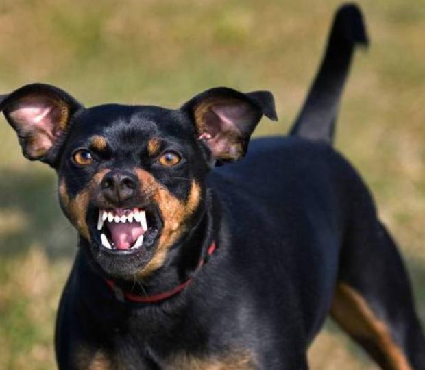 养狗天天生气怎么办,养狗须知狗有眼屎