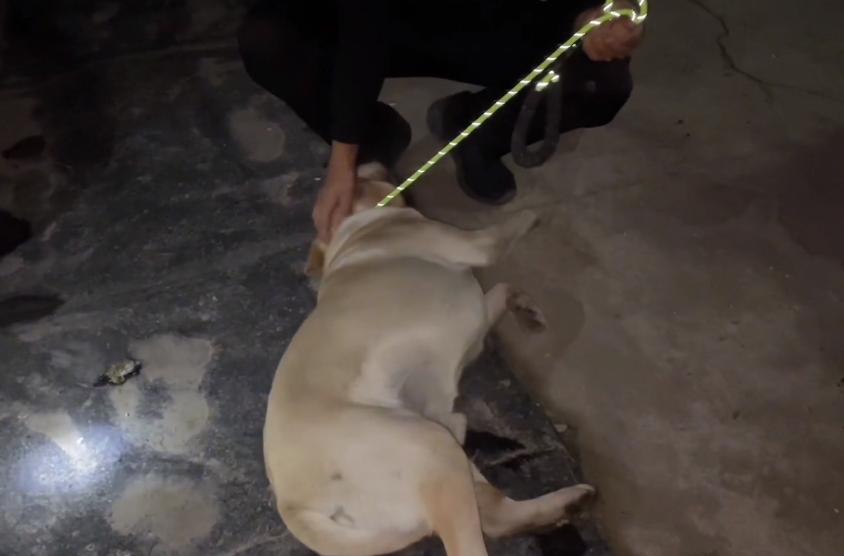 拉布拉多被卖到狗肉馆小主人哭,拉布拉多送狗肉馆被救下