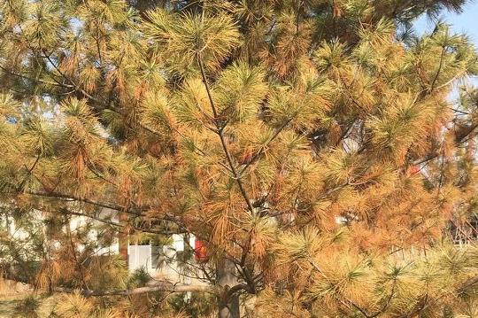 松树枯针治什么病最好,8月份如何防治松树针枯病