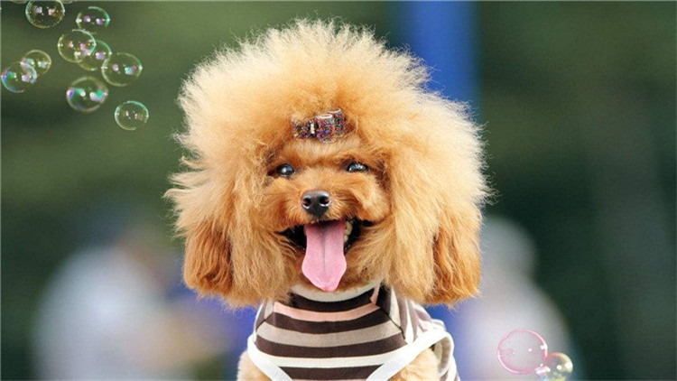 如何帮泰迪度过尴尬期,如何给泰迪立规矩