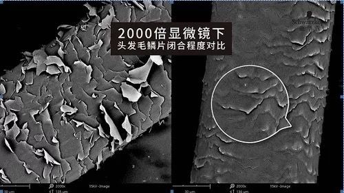 河狸皮毛的优点,河狸皮毛十分名贵