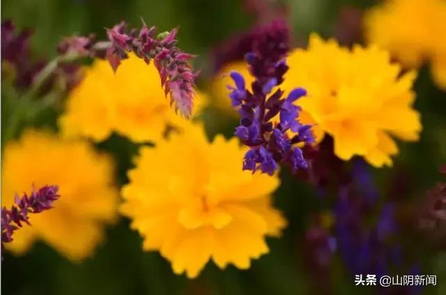 人间四月春暖花开散文,最美人间四月天优美散文