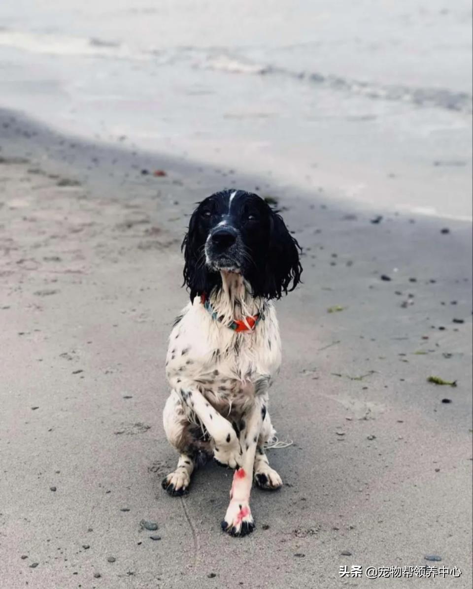 刚刚到家的狗狗身上非常脏怎么办,刚到家的狗狗发现有皮肤病
