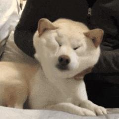 WPS会员要89元/年？免费领取37天WPS会员，亲测有效，速来