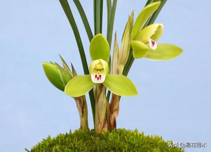 兰花原种老苗是什么,兰花组培和原种有什么区别