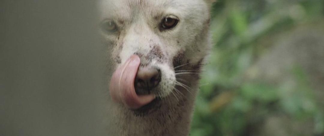 真实事件改编,韩国人听到就会害怕的狂魔