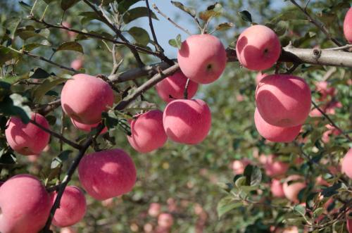 烟台昆嵛山和威海昆嵛山,烟台昆嵛山林场