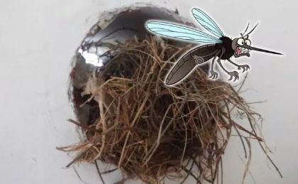 家里窗户都关着蚊子怎么进来的,家里关着纱窗为什么还有蚊子