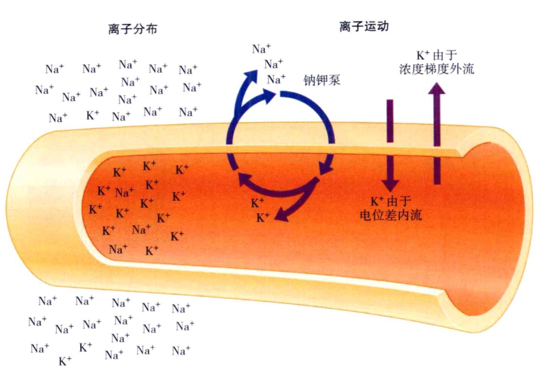 心理学的生物学基础知识,生物心理学知识书籍