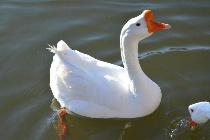 骆宾王写诗讽刺武则天,骆宾王哪首诗触动武则天