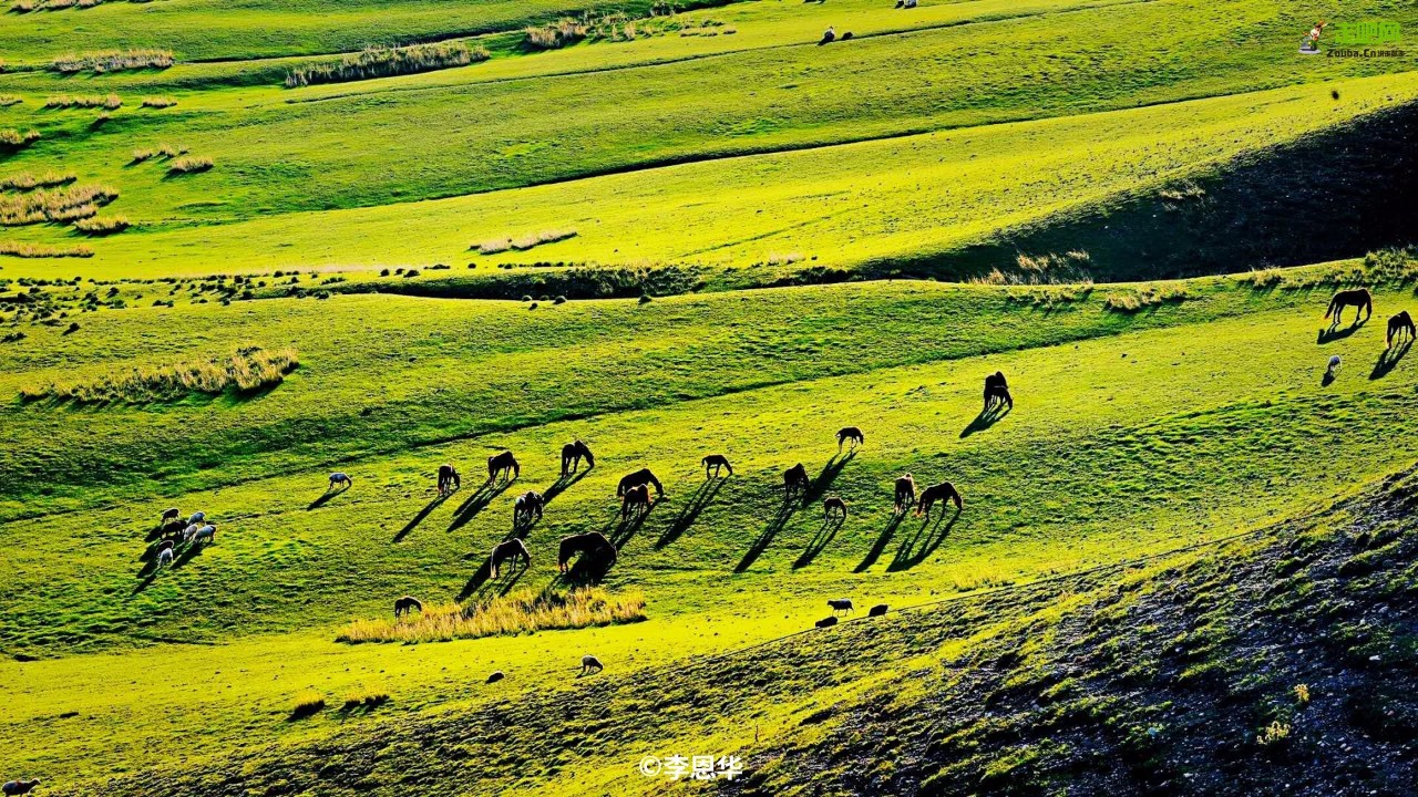 梵高画不出的向日葵,梵高画中的风景