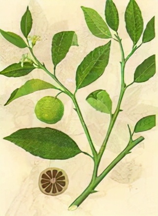 治胃下垂方剂,胃下垂喝什么汤最好