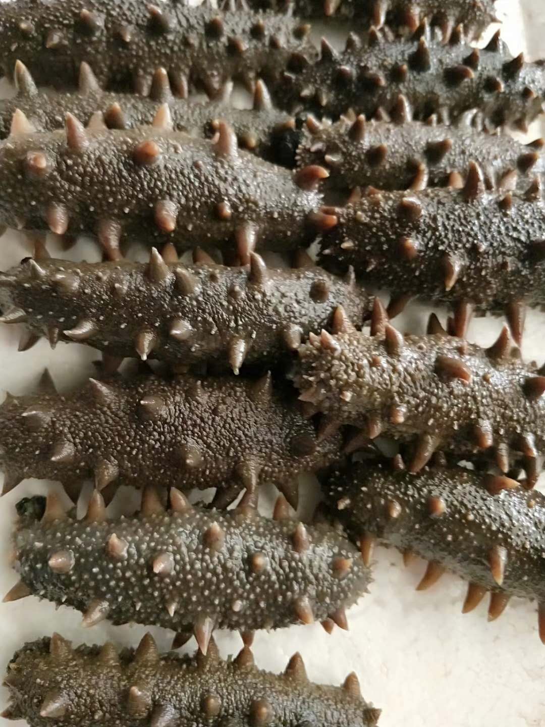 海参出自哪里,海参济南历城