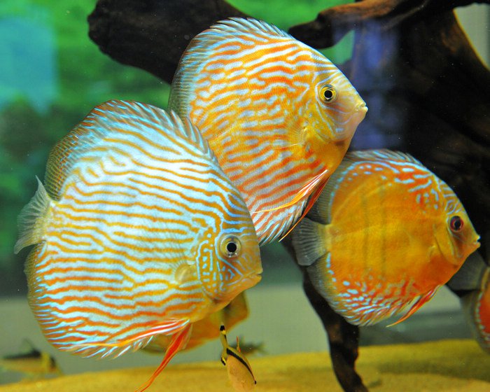 七彩神仙爱好者,野生七彩神仙开口