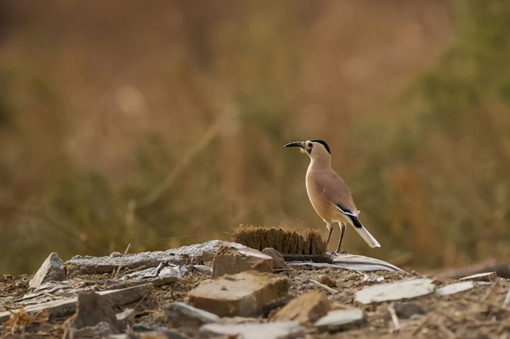天下乌鸦有白色的吗,南方乌鸦和北方乌鸦的区别