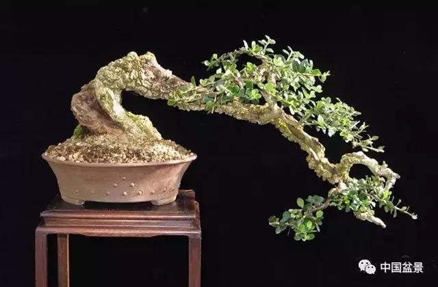 文人飘枝盆景图片欣赏,斜杆式飘枝盆景图片欣赏