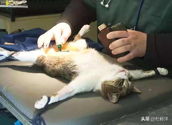 被猫尿醒,猫乱尿快速消除猫尿味