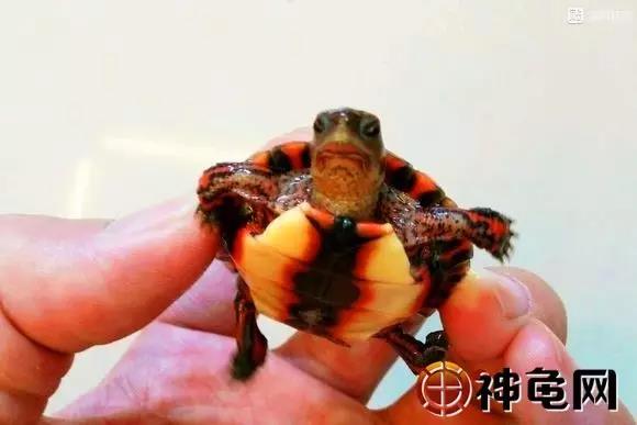 洪都拉斯木纹龟是保护动物吗,洪都拉斯木纹龟高背