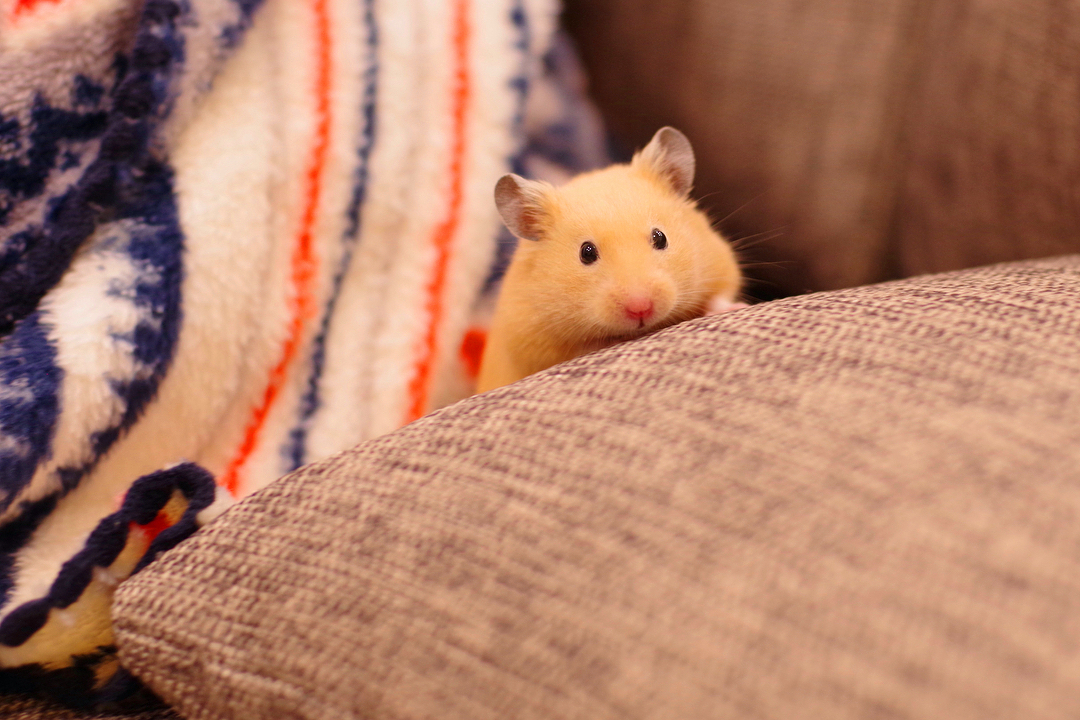 仓鼠抓它一直躲开为什么,小仓鼠和小黑捉迷藏