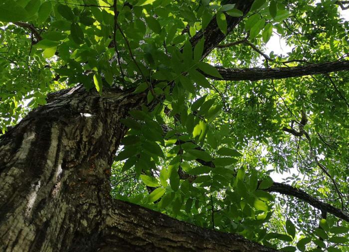 磨盘狮子头是什么时候出现的,磨盘狮子头的由来