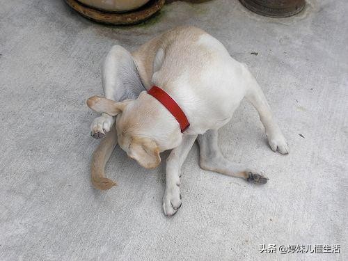 狗狗舔地有必要制止么,狗狗舔手注意什么