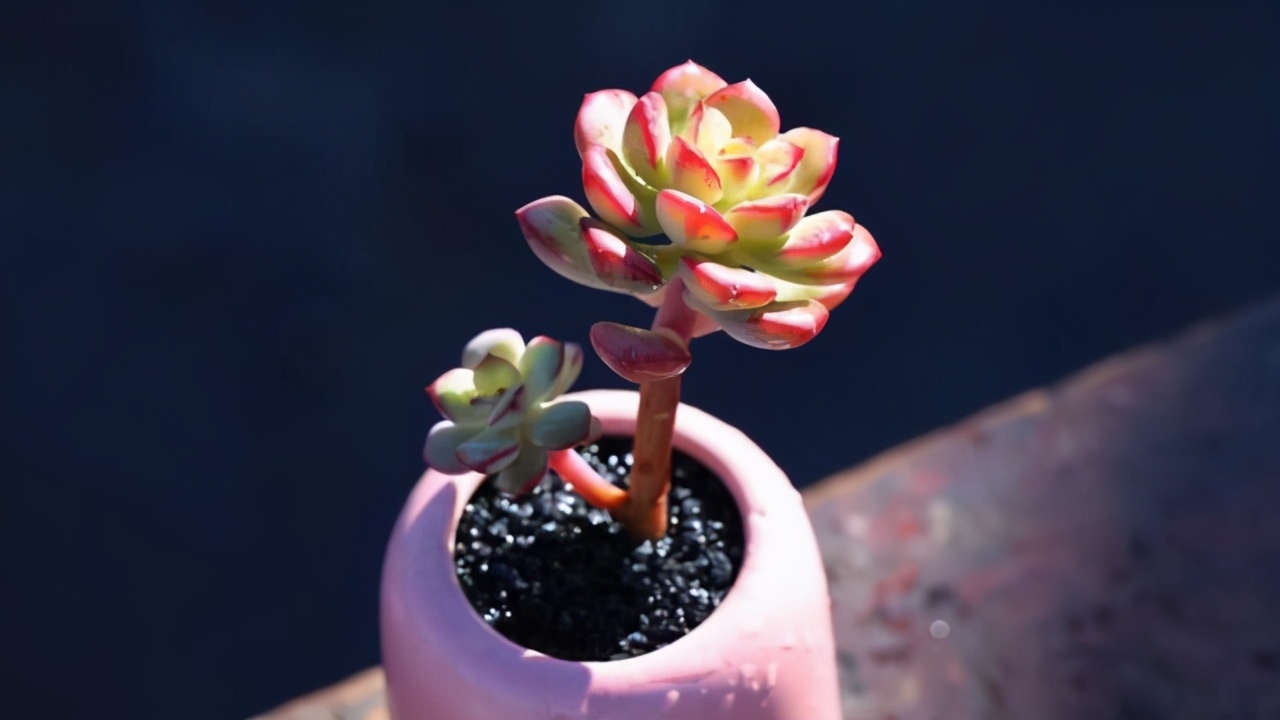 多肉雅乐之舞和晚霞之舞,爱跳舞的植物有哪些