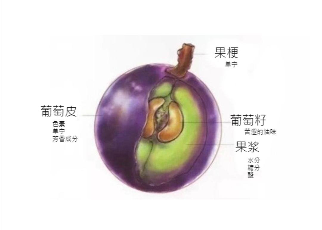 红酒葡萄酒基本知识,希腊葡萄酒基本知识