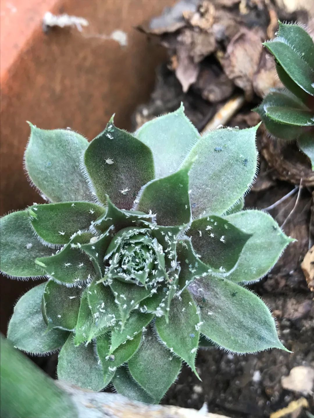 夏天蚧壳虫出来了打什么药,为什么一到夏天就长蚧壳虫