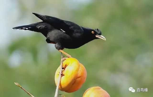 八哥教语细节和精髓,八哥学话的八大要素