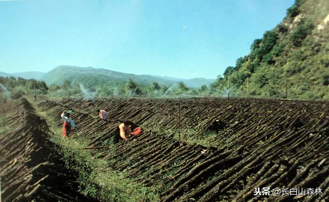 延边改革开放40周年变迁,延吉改革开放变化