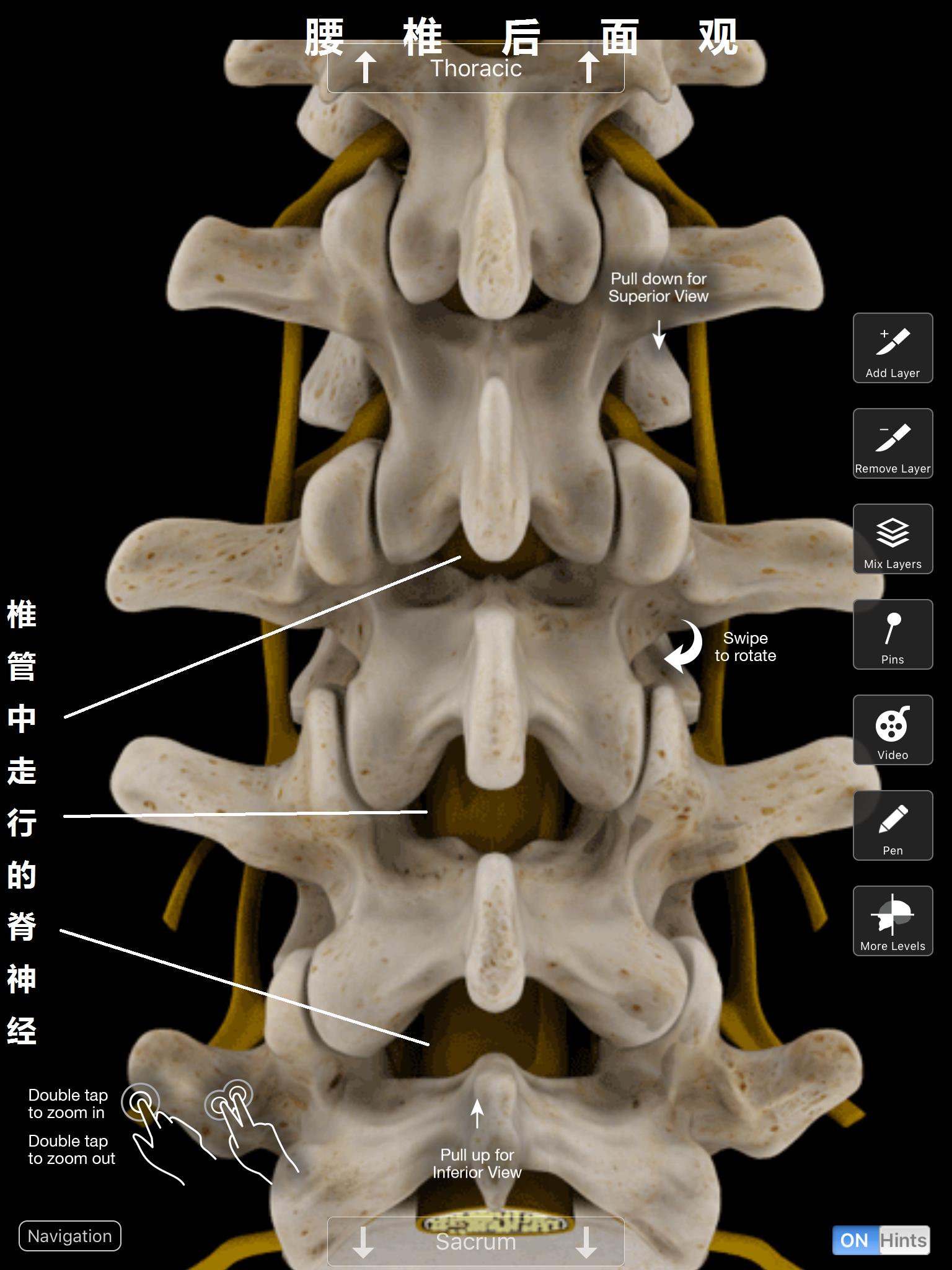 介绍一下治腰痛小窍门,不同腰痛的诊断与治疗