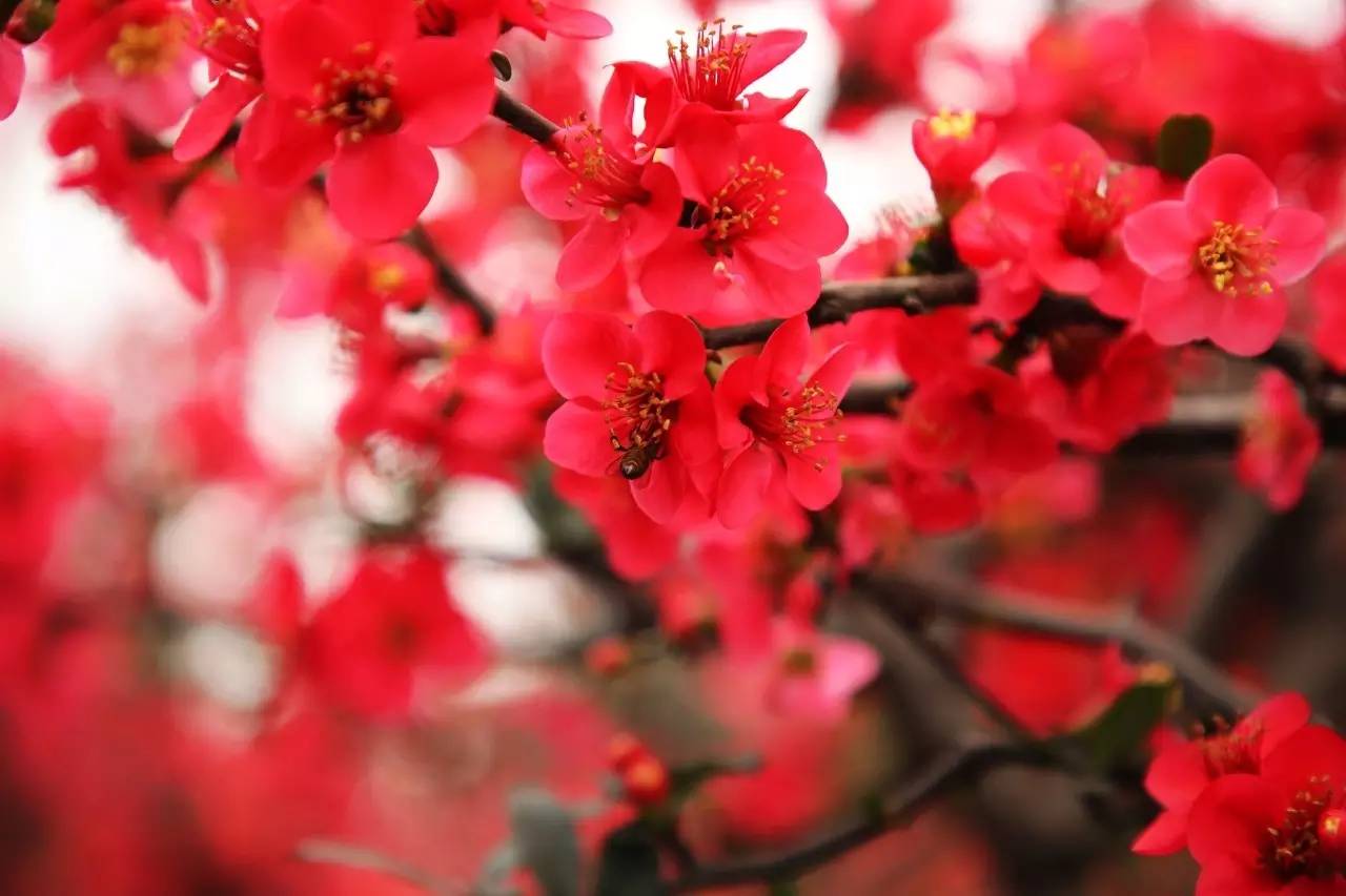 唐诗以情胜人，宋诗以理胜人，这首诗就是最好证明，经典传唱千年