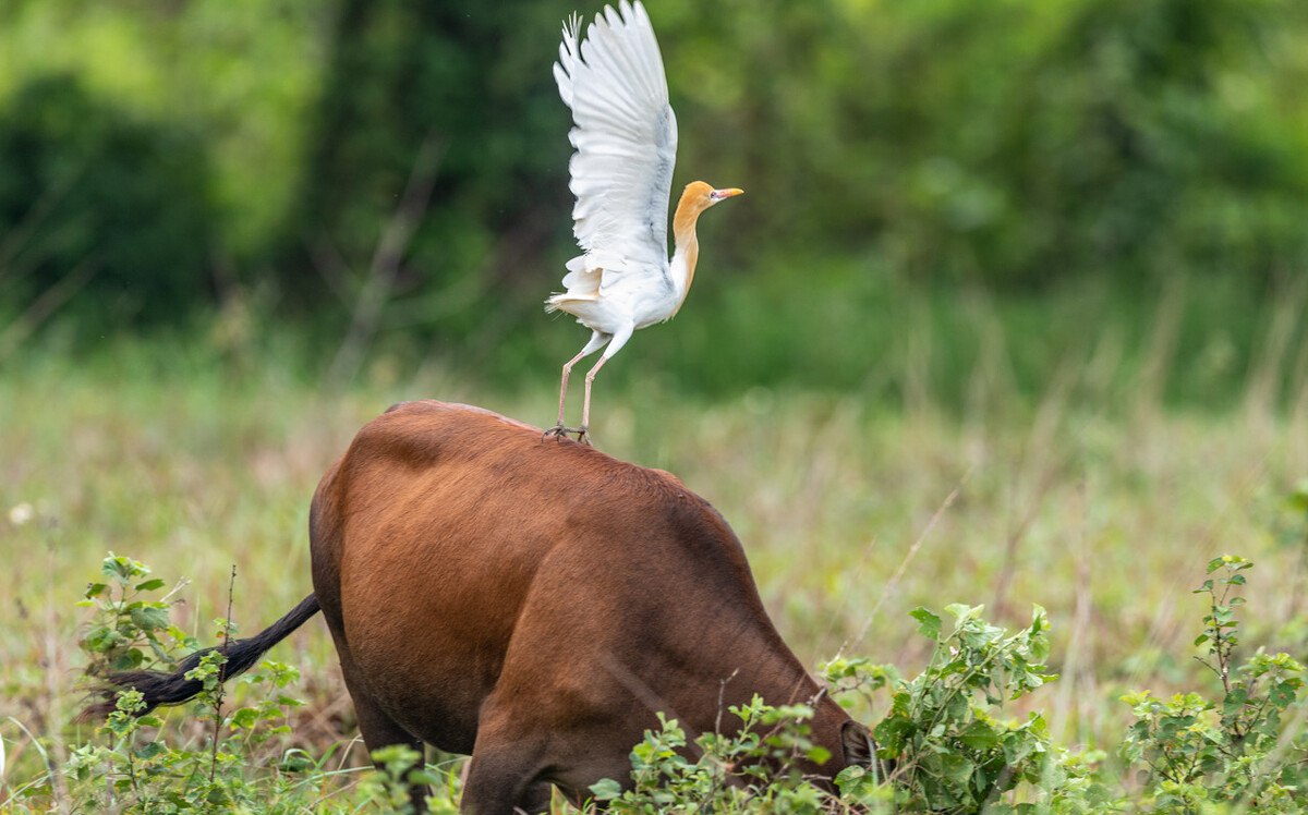 广东常见鸟类图谱图文,广东常见鸟类图谱