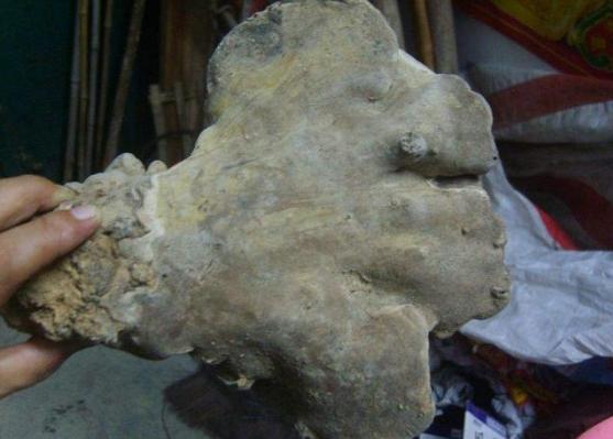 四川双流县棺材长灵芝,发现珍贵的野生灵芝