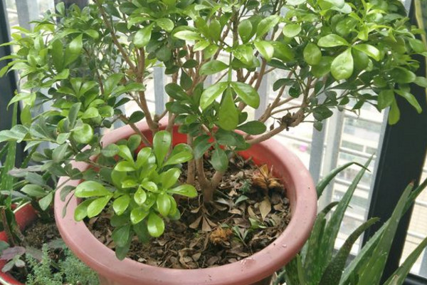 米兰花怎么养才能茂盛,米兰花怎样养才能开得更茂盛