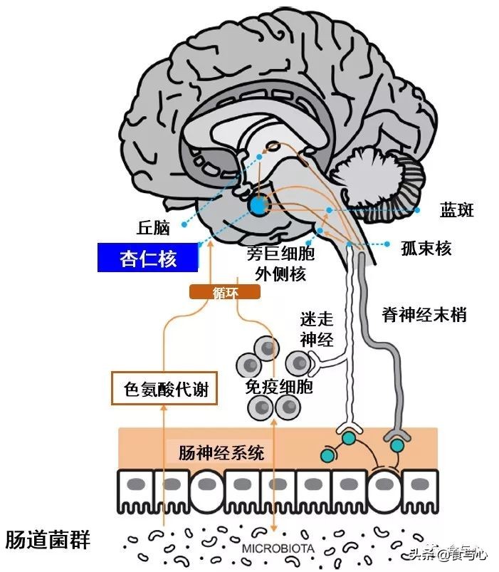 肠漏综合征的五大危害,肠瘘是一切病的根源