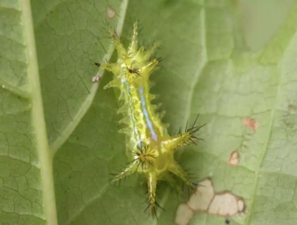 桃树梨树虫害防治什么时候为宜,梨树8大重要虫害防治方法