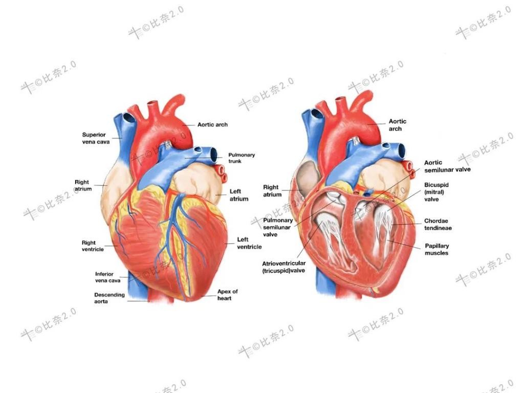 灵魂画手的手绘作品,医学生手绘器官创意解剖绘画