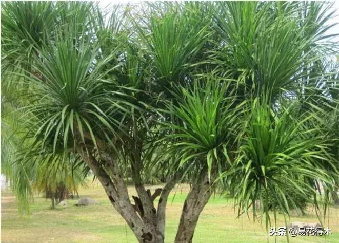 巴西木树的病虫害防治,巴西木霉菌怎么处理