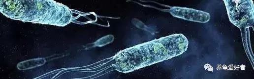 硝化菌的培养建立，你会了吗？