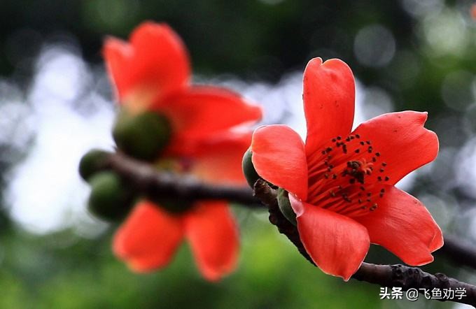 你还记得高中时最令人感动的三棵树吗：木棉树、*欢合**树、枇杷树