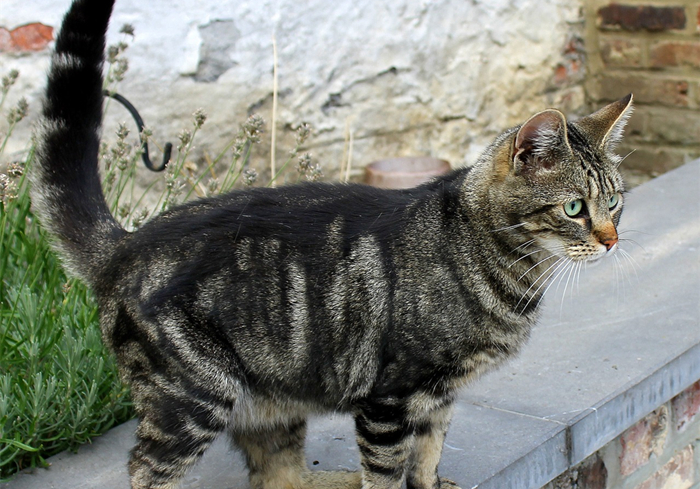 猫和尾巴是两种不同的生物？猫尾长期不动并不正常，小心爱猫瘫痪