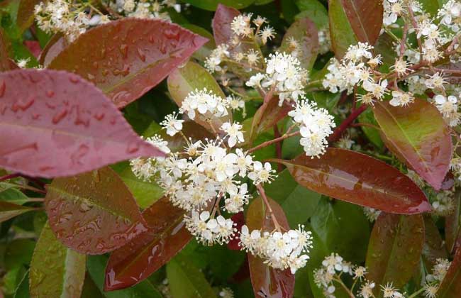 红叶石楠品种图片大全,红叶石楠可以嫁接哪些品种
