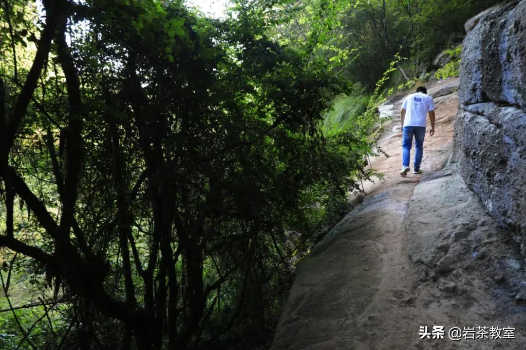 武夷山岩茶正岩山场详细介绍,岩茶玩家牛栏坑肉桂